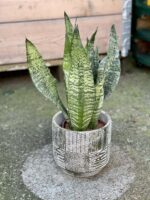Zdjęcie rośliny Sansevieria Zeylanica, ujęcie 1