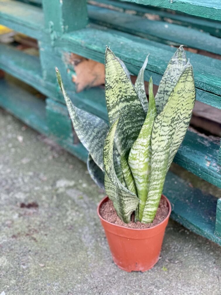 Zdjęcie rośliny Sansevieria Zeylanica, ujęcie 2
