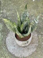 Zdjęcie rośliny Sansevieria Zeylanica, ujęcie 3