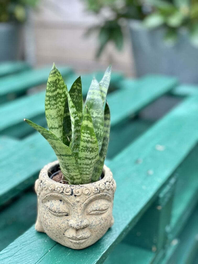 Zdjęcie rośliny Sansevieria Zeylanica, ujęcie 1