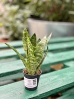 Zdjęcie rośliny Sansevieria Zeylanica, ujęcie 2