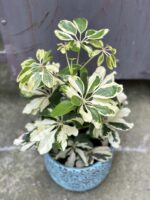 Zdjęcie rośliny Schefflera arboricola Charlotte, ujęcie 1