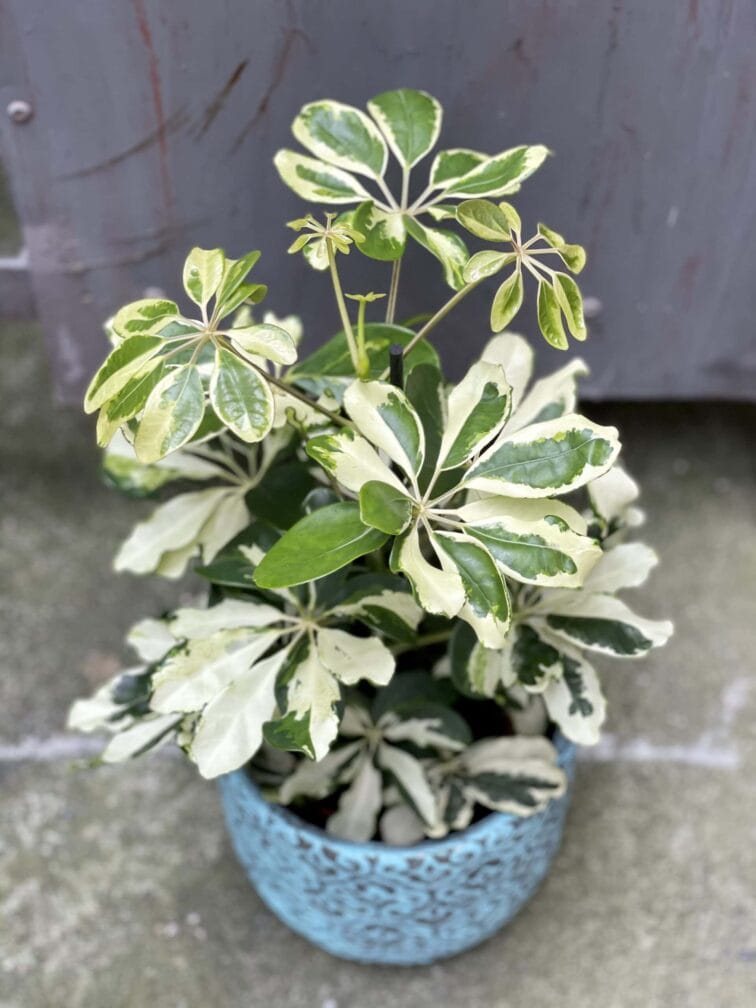 schefflera-arboricola-charlotte_13x45-1_1619266765.jpg Zdjęcie rośliny Schefflera arboricola Charlotte, ujęcie 1