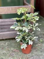 Zdjęcie rośliny Schefflera arboricola Charlotte, ujęcie 2