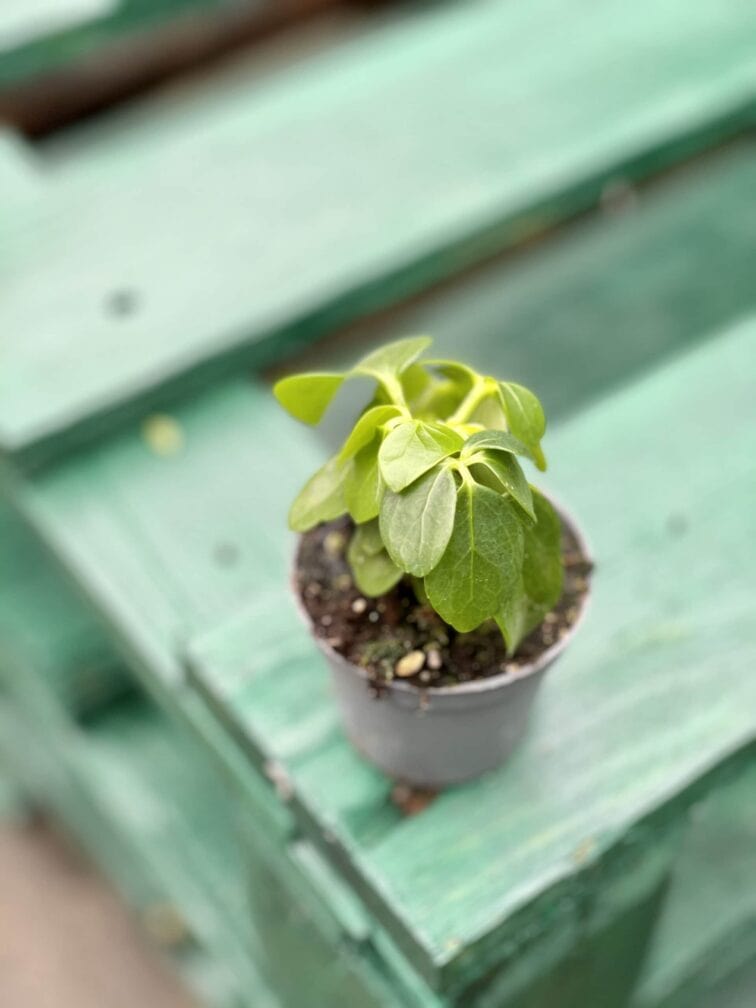 Zdjęcie rośliny Schefflera Arboricola, ujęcie 2