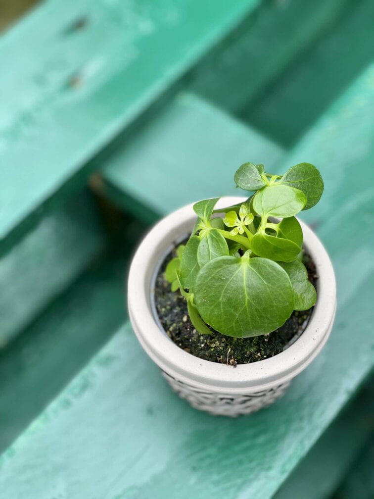 Zdjęcie rośliny Schefflera Arboricola, ujęcie 3