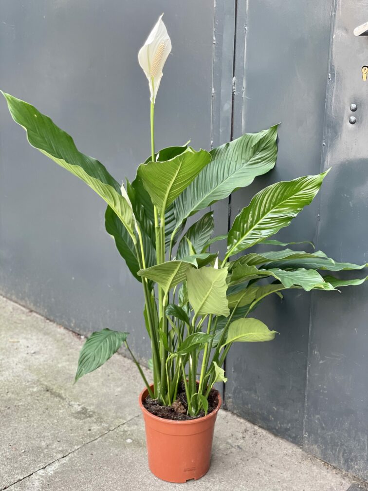 Zdjęcie rośliny Spathiphyllum Sweet Sebastiano, ujęcie 1