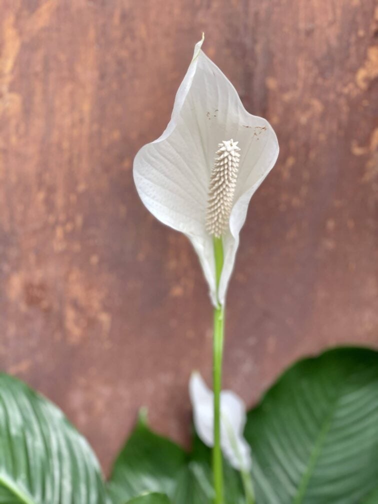 Zdjęcie rośliny Spathiphyllum Sweet Sebastiano, ujęcie 2
