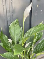 Zdjęcie rośliny Spathiphyllum Sweet Sebastiano, ujęcie 3