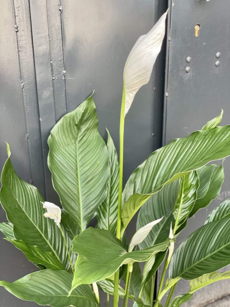 Zdjęcie rośliny Spathiphyllum Sweet Sebastiano, ujęcie 3