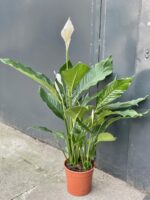 Zdjęcie rośliny Spathiphyllum Sweet Sebastiano, ujęcie 4