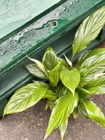Zdjęcie rośliny Spathiphyllum Torelli, ujęcie 1