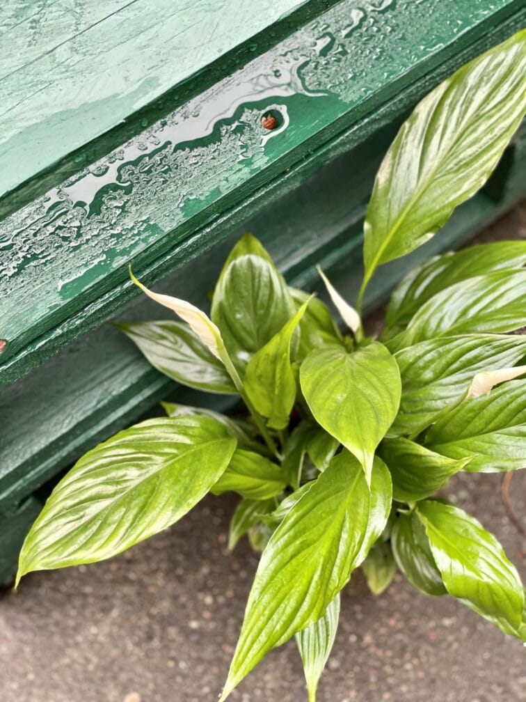 Zdjęcie rośliny Spathiphyllum Torelli, ujęcie 1