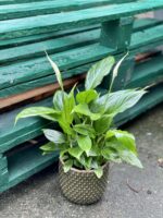 Zdjęcie rośliny Spathiphyllum Torelli, ujęcie 2