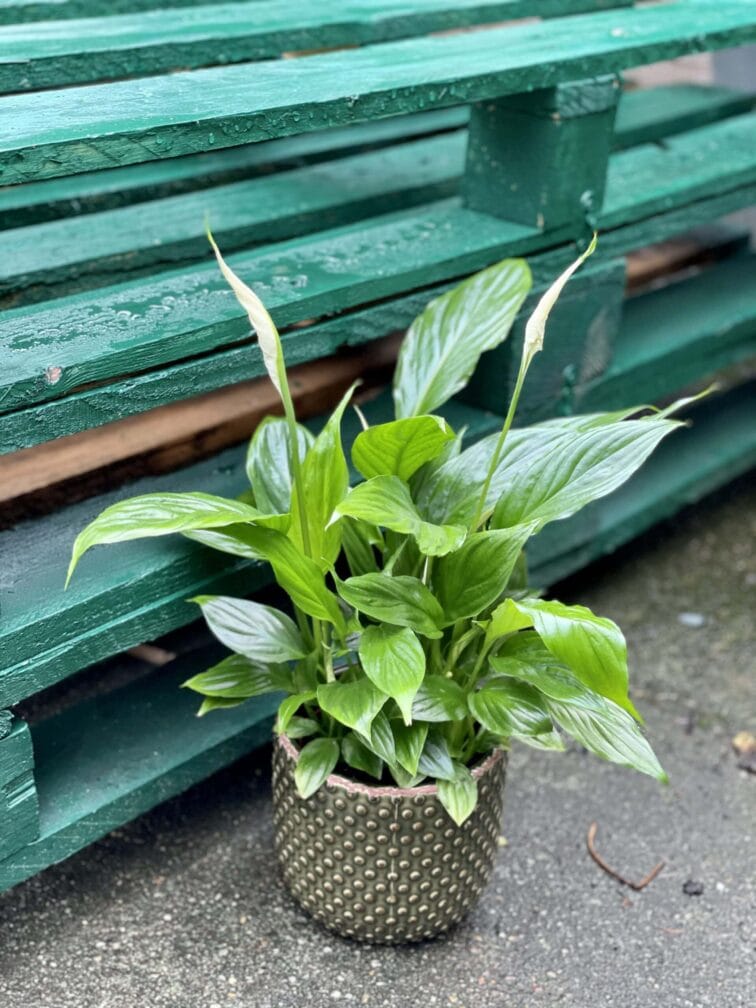 Zdjęcie rośliny Spathiphyllum Torelli, ujęcie 2