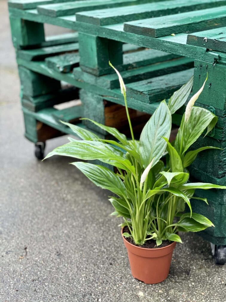 Zdjęcie rośliny Spathiphyllum Torelli, ujęcie 3