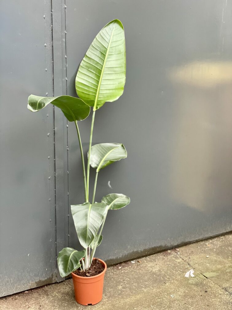 Zdjęcie rośliny Strelitzia Nicolai, ujęcie 2