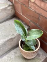 Zdjęcie rośliny Strelitzia Reginae (Strelicja Królewska), ujęcie 2