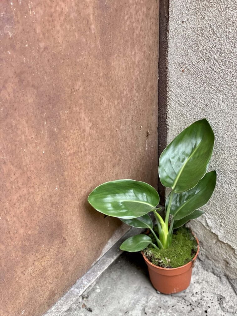 Zdjęcie rośliny Strelitzia Reginae (Strelicja Królewska), ujęcie 3