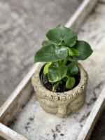 Zdjęcie rośliny Thaumatophyllum Selloum Atom, ujęcie 1