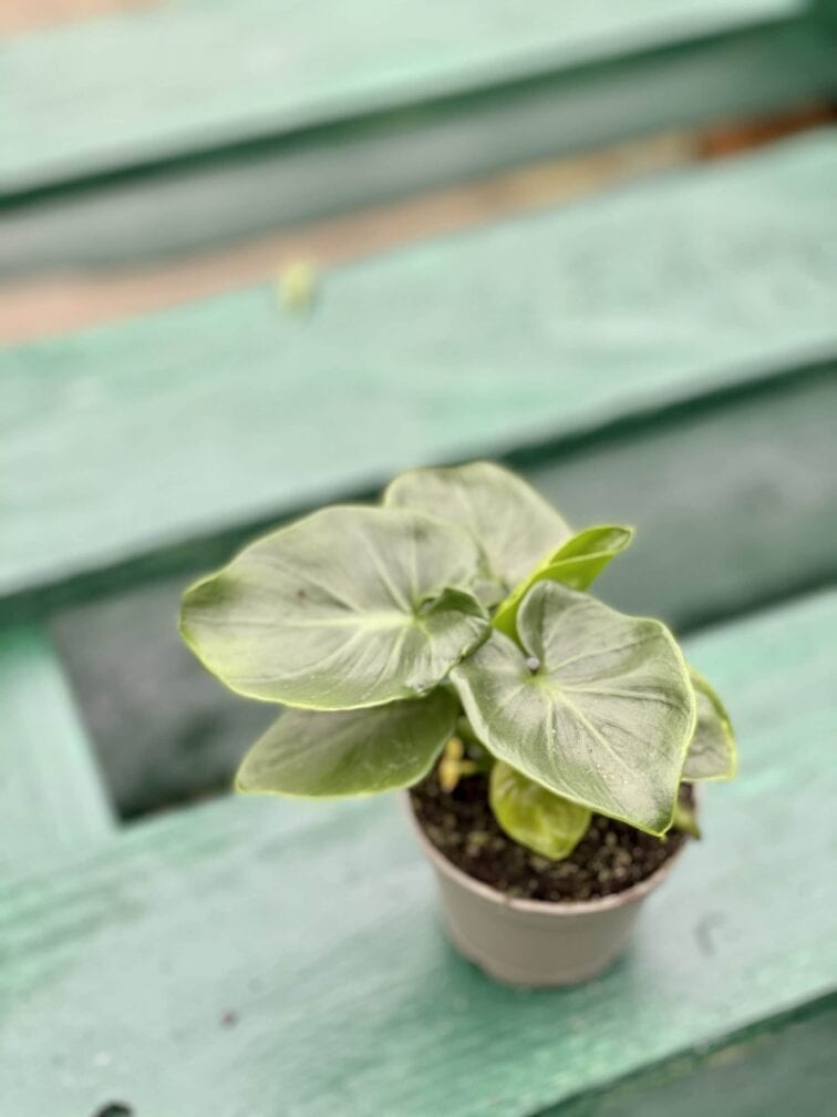 Zdjęcie rośliny Thaumatophyllum Selloum Atom, ujęcie 2