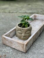 Zdjęcie rośliny Thaumatophyllum Selloum Atom, ujęcie 3