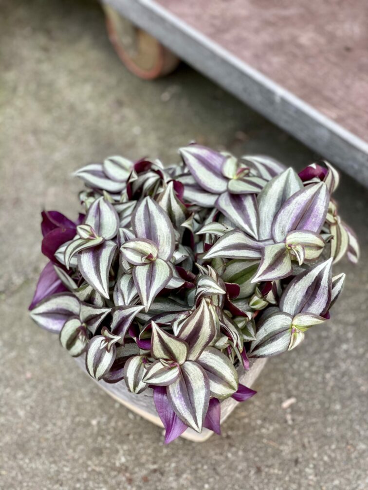 Zdjęcie rośliny Tradescantia Purple (Trzykrotka), ujęcie 1