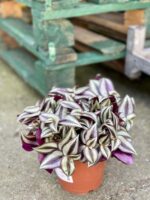 Zdjęcie rośliny Tradescantia Purple (Trzykrotka), ujęcie 3