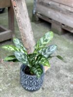 Zdjęcie rośliny Aglaonema Gemini, ujęcie 1
