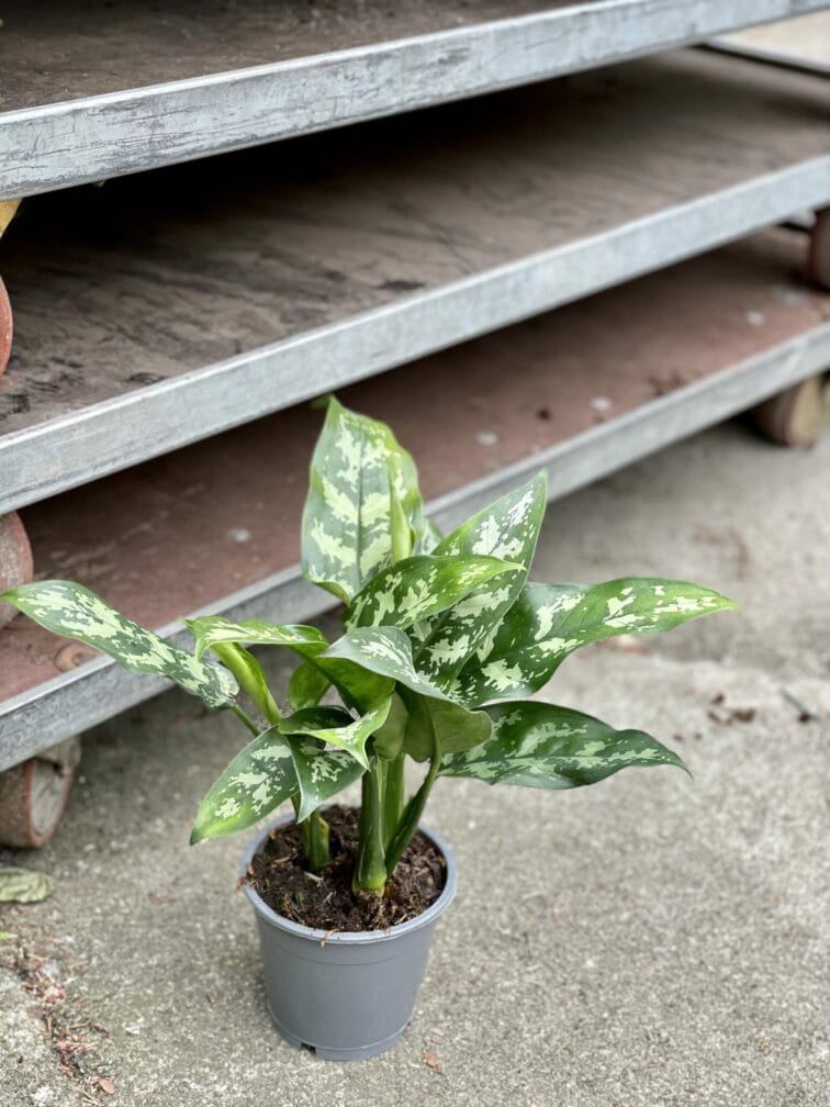 Zdjęcie rośliny Aglaonema Gemini, ujęcie 2