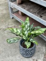 Zdjęcie rośliny Aglaonema Gemini, ujęcie 3