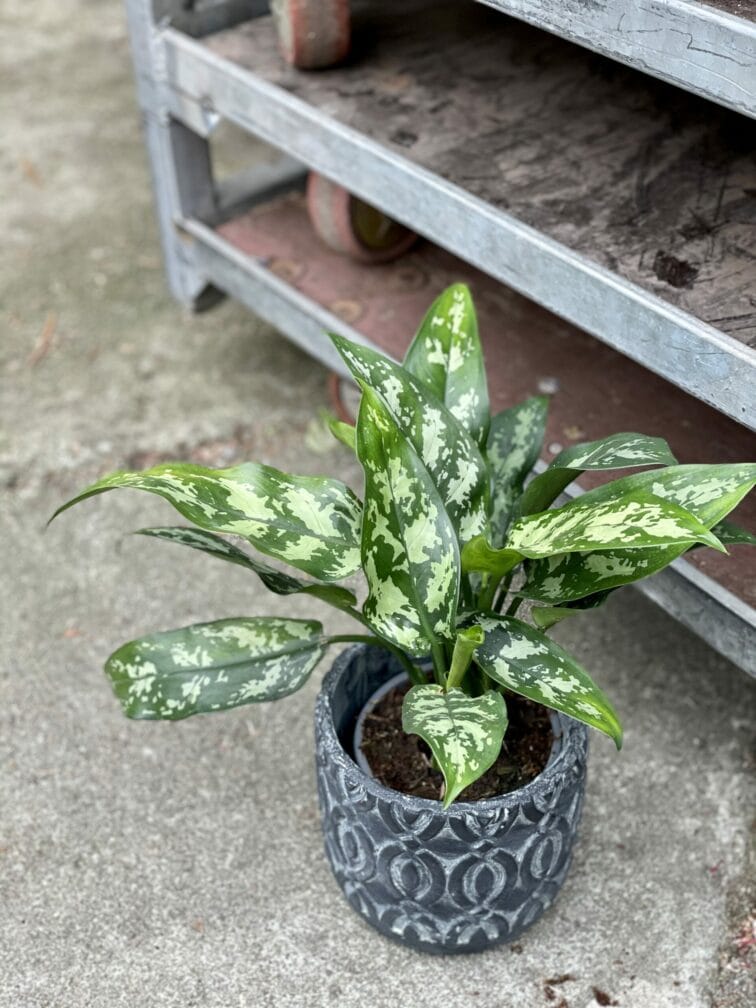 Zdjęcie rośliny Aglaonema Gemini, ujęcie 3