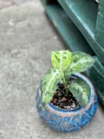 Zdjęcie rośliny Aglaonema pictum tricolor, ujęcie 1