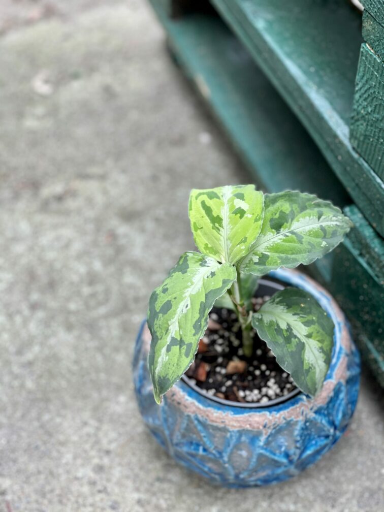 aglaonema-pictum-tricolor_11x25-1_1620987316.jpg Zdjęcie rośliny Aglaonema pictum tricolor, ujęcie 1