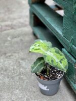 Zdjęcie rośliny Aglaonema pictum tricolor, ujęcie 2