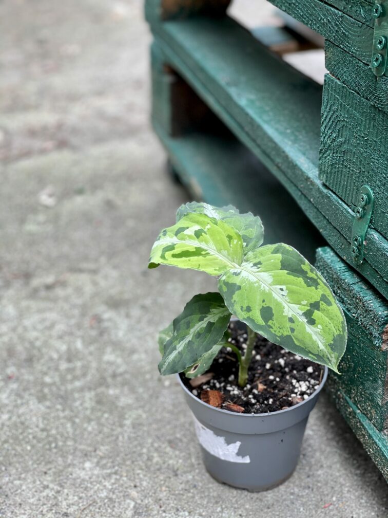 Zdjęcie rośliny Aglaonema pictum tricolor, ujęcie 2