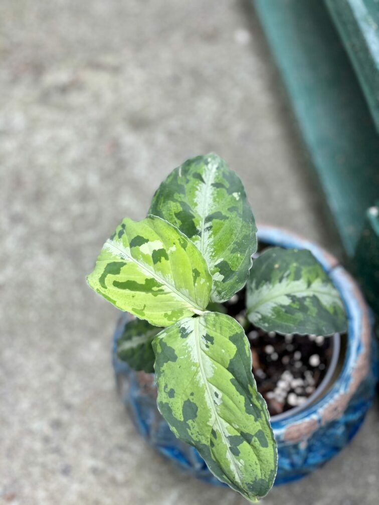 Zdjęcie rośliny Aglaonema pictum tricolor, ujęcie 3