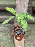 Zdjęcie rośliny Aglaonema pictum tricolor, ujęcie 1