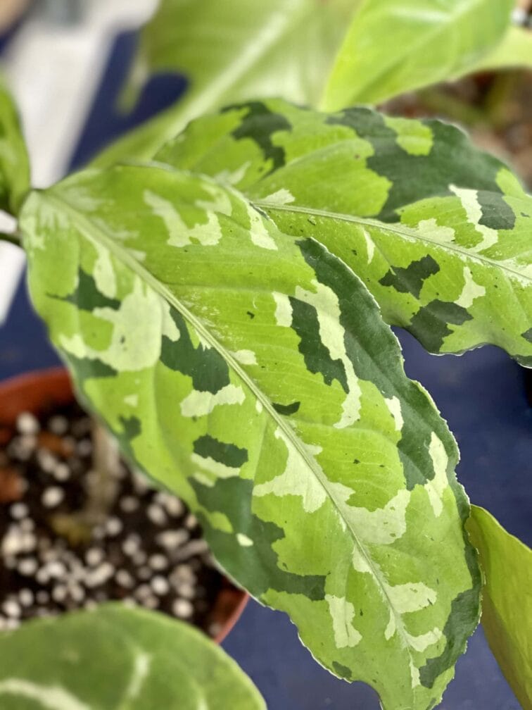 Zdjęcie rośliny Aglaonema pictum tricolor, ujęcie 2