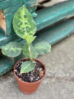 Zdjęcie rośliny Aglaonema pictum tricolor, ujęcie 1