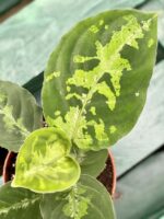 Zdjęcie rośliny Aglaonema pictum tricolor, ujęcie 3