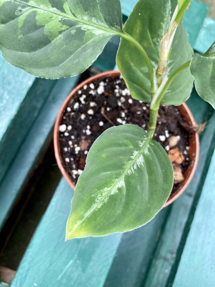 Zdjęcie rośliny Aglaonema pictum tricolor, ujęcie 4