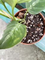 Zdjęcie rośliny Aglaonema pictum tricolor, ujęcie 5