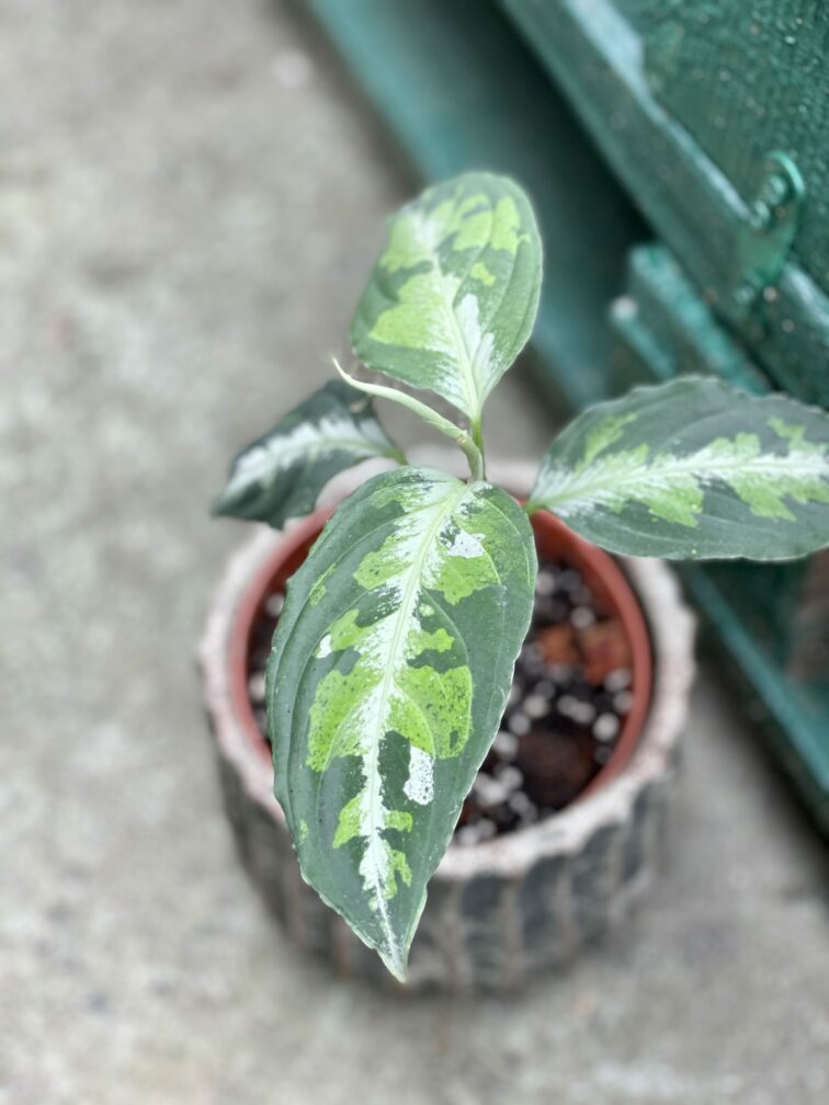 aglaonema-pictum-tricolor_12x32-1_1620987162.jpg Zdjęcie rośliny Aglaonema pictum tricolor, ujęcie 1