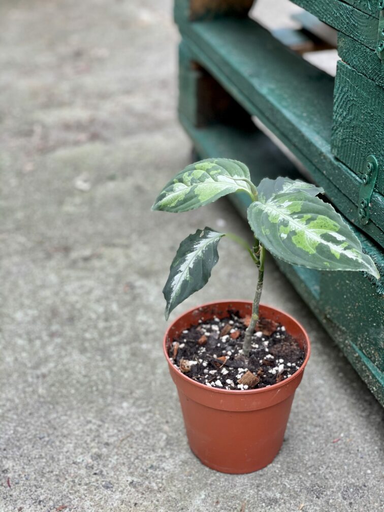 Zdjęcie rośliny Aglaonema pictum tricolor, ujęcie 2