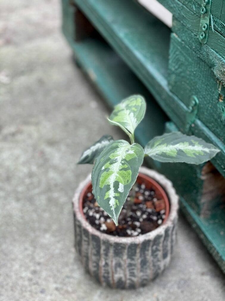 Zdjęcie rośliny Aglaonema pictum tricolor, ujęcie 3