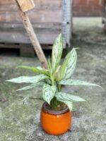 Zdjęcie rośliny Aglaonema Silver Bay, ujęcie 1