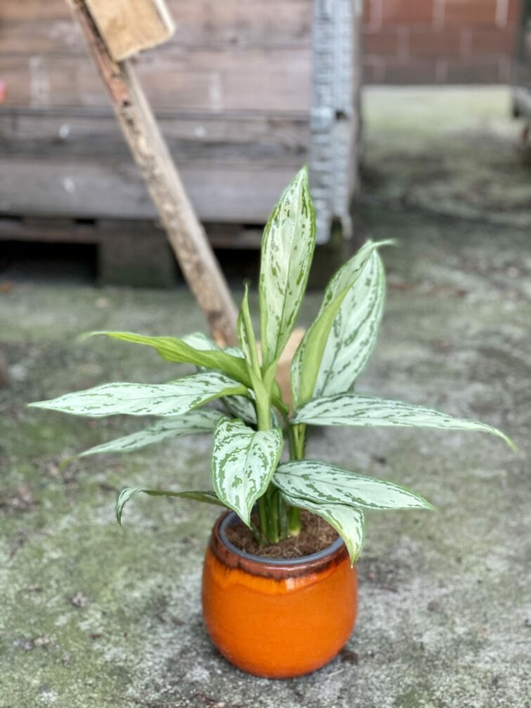 Zdjęcie rośliny Aglaonema Silver Bay, ujęcie 1