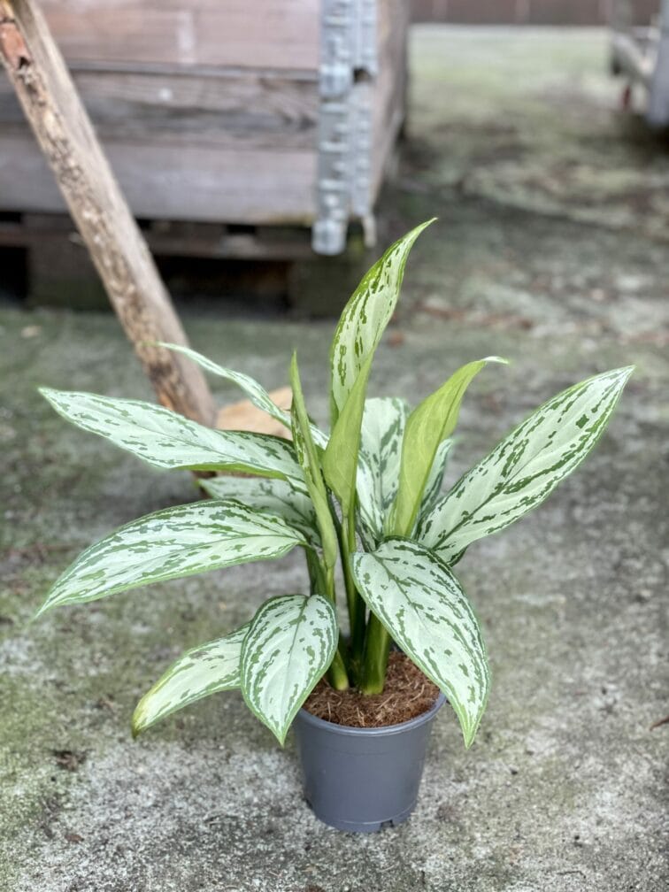 Zdjęcie rośliny Aglaonema Silver Bay, ujęcie 3