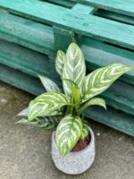 Zdjęcie rośliny Aglaonema Tigress, ujęcie 1